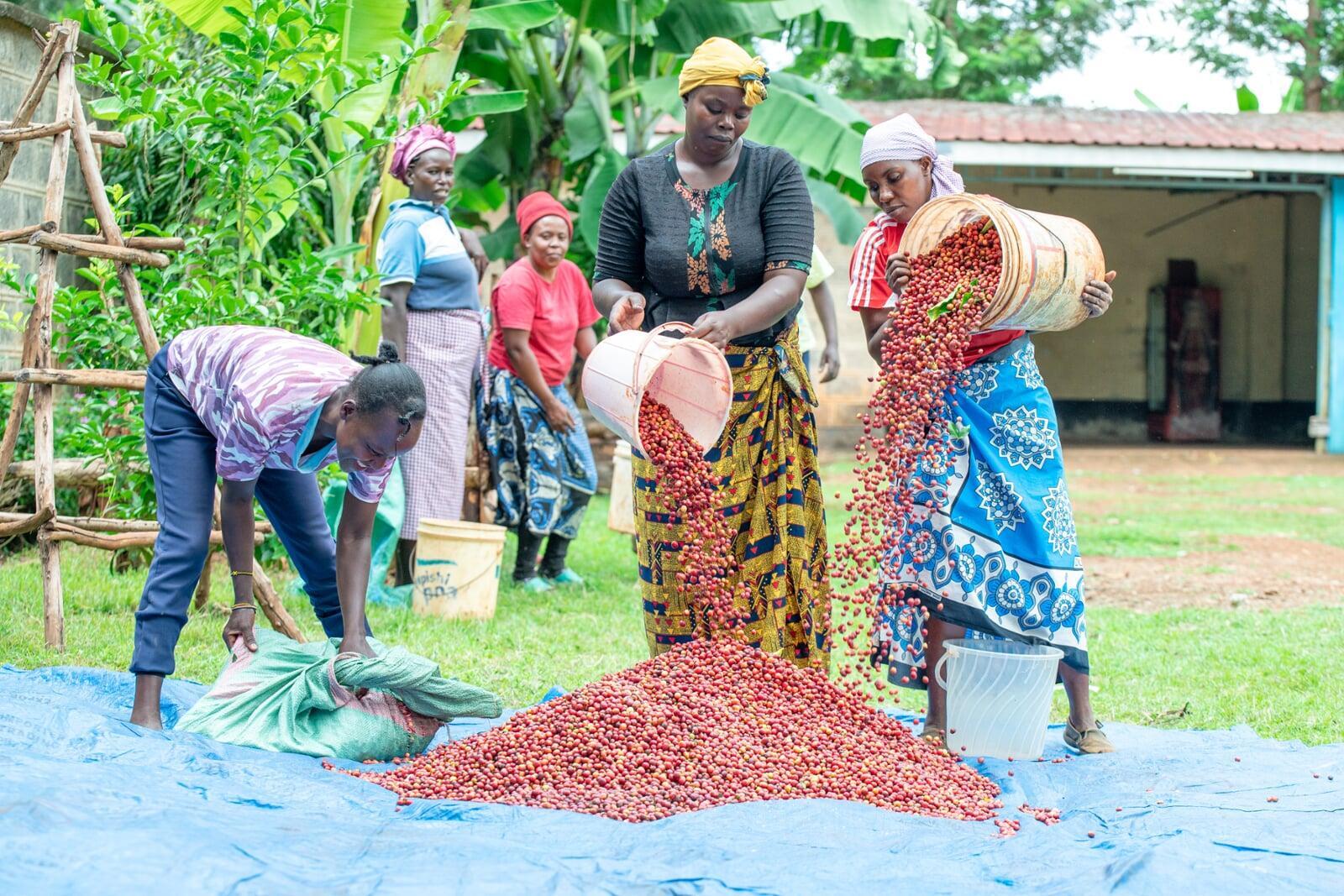 Hand-picked coffee cherries being sorted and prepared for wet processing